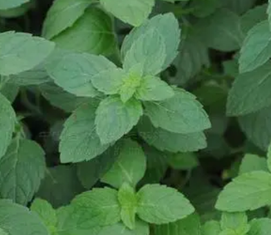 留兰香是什么季节开花?