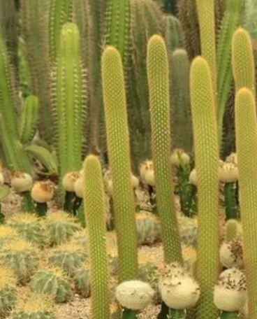 仙人棒什么季节开花？