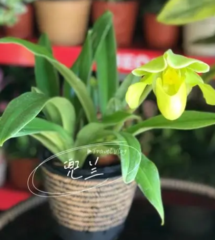 兜兰什么季节开花的?