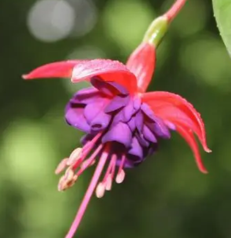 吊钟海棠什么季节开花？