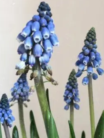 牧童在什么季节开花？
