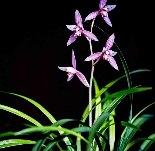 各种兰花什么季节开花？