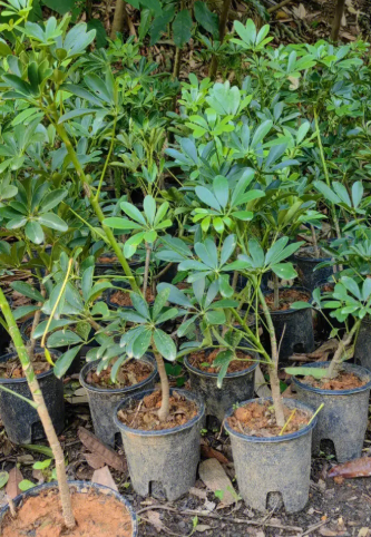 鹅掌树什么季节开花？