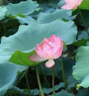 辽河荷花什么季节开花？