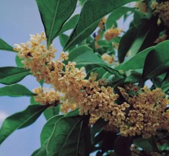 桂树开花是什么季节?