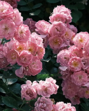 蔷薇一般什么季节开花?
