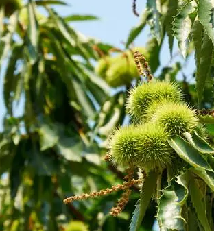 板栗树什么季节开花？