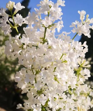 天坛丁香什么季节开花？
