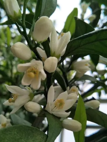 橙子什么季节开花最好？