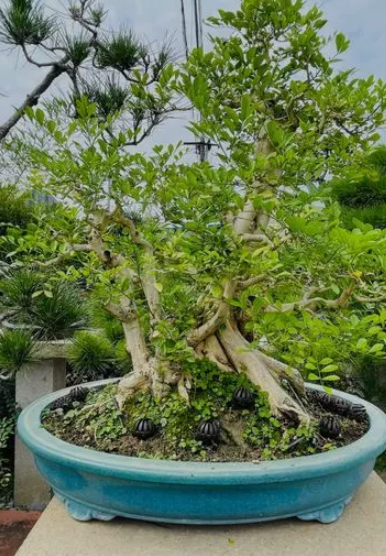 九里香怎样修剪长得好开更多的花？