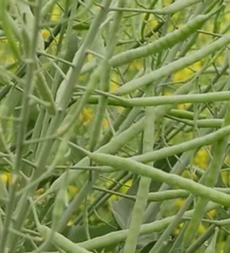 油菜种子催芽方法？