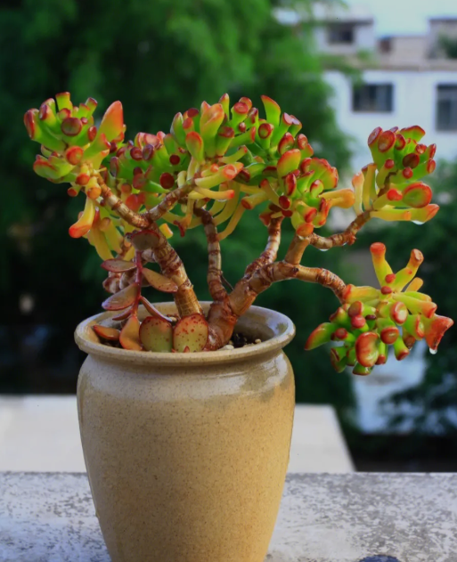 多肉植物长花剑是什么原因?