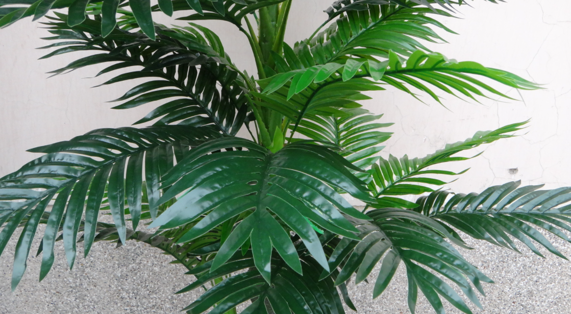 散尾葵的养殖方法和浇水注意事项