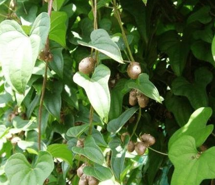 山药豆种植几年才会长山药