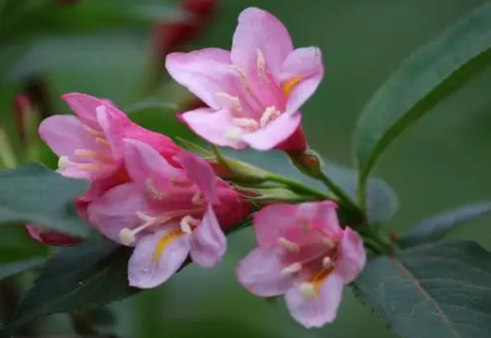 锦带花怎么养
