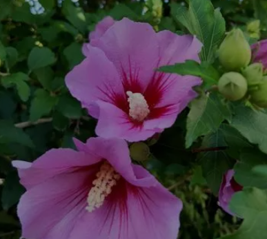 木槿花用什么土最好 盆栽木槿花喜欢什么样的土壤