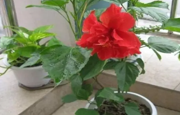 扶桑花怎样扦插繁殖呢