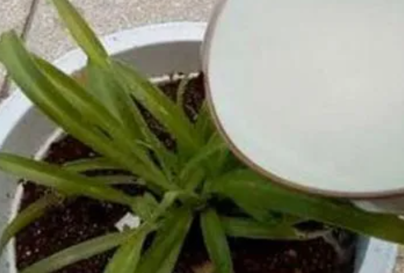 洗米水浇花好不好