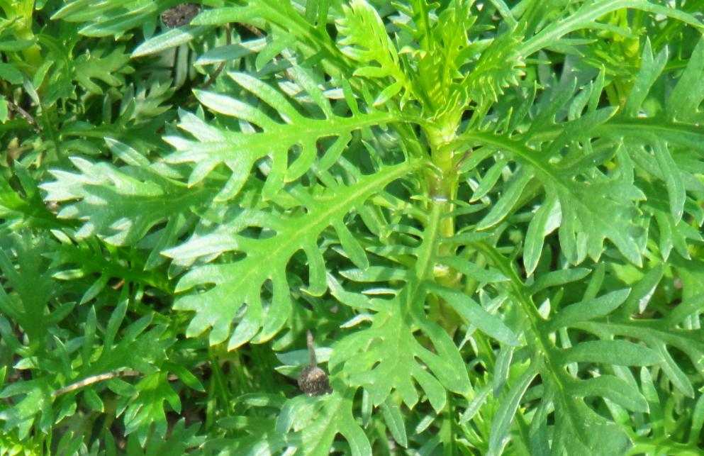 小叶茼蒿种植时间和方法