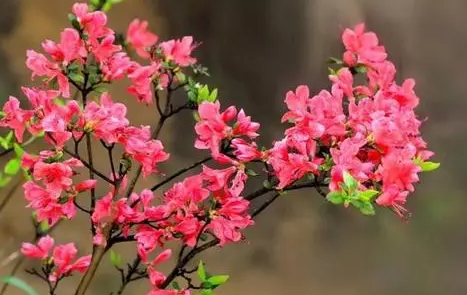 杜鹃花秋节怕冷还是怕热？