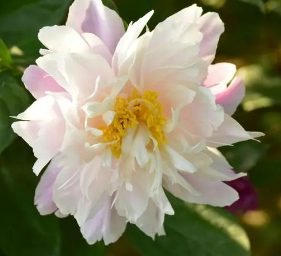 芍药种子什么时候播种最好