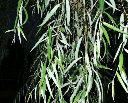 柳树是风媒花还是虫媒花？