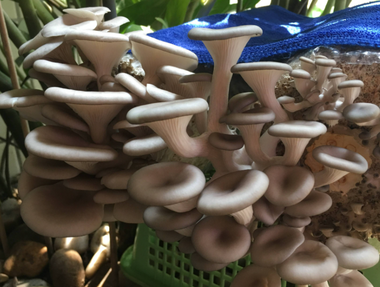 蘑菇种植条件 种植环境要求