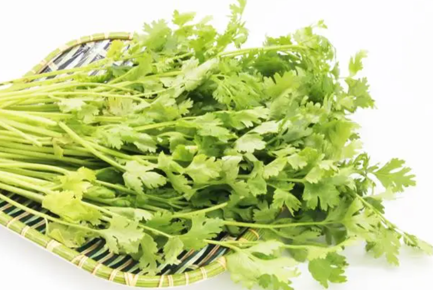香菜是怎么留种子