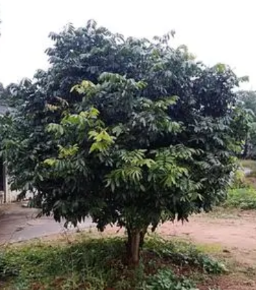 龙眼树可以种在家门口吗