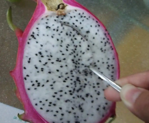 火龙果怎么留种子