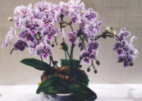 正开花的蝴蝶兰烂根怎么补救？