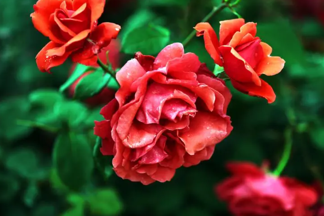 月季花底肥放什么肥好