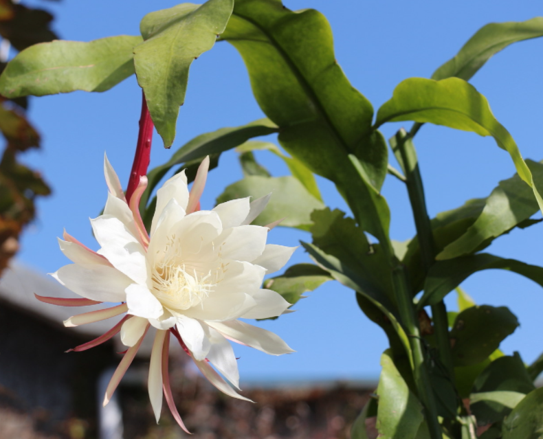 昙花换土时间和方法