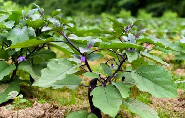 茄子苗几月份种植合适