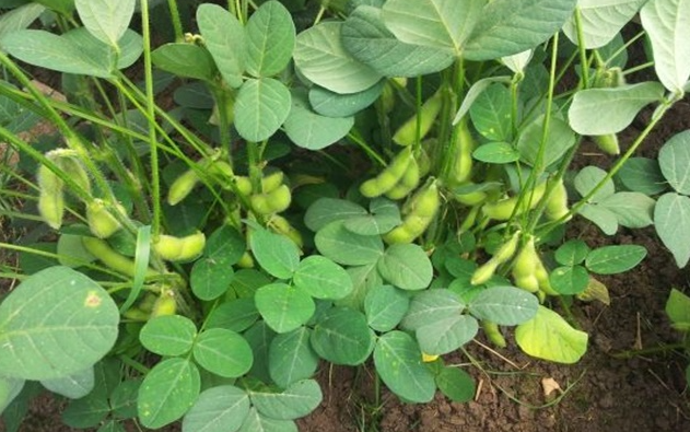 南方毛豆几月份种植合适
