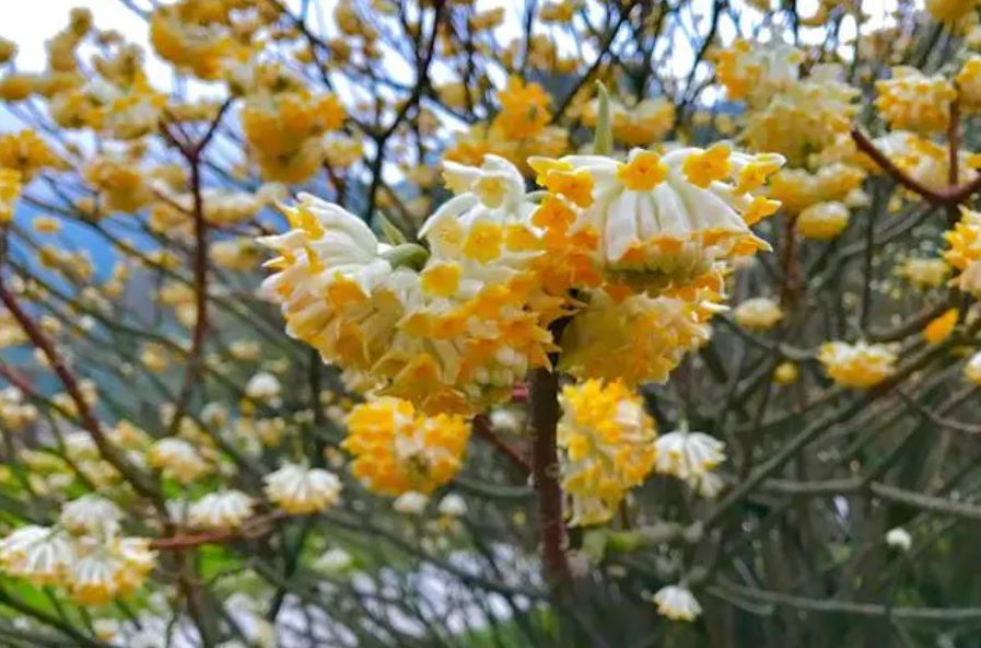 结香花怎么养殖方法