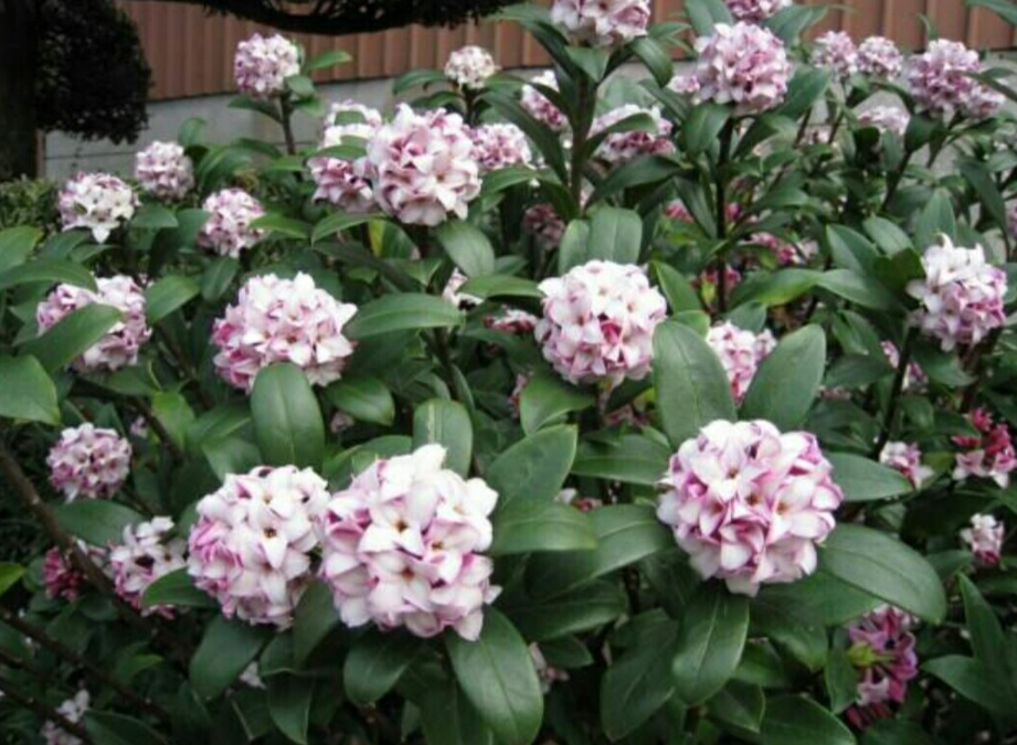 端香花怎么养长的好