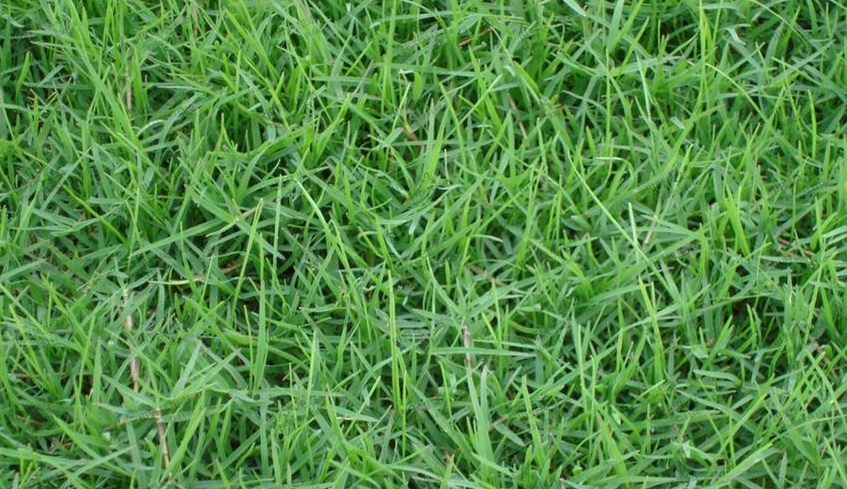一斤狗牙根草籽能种多少平方？
