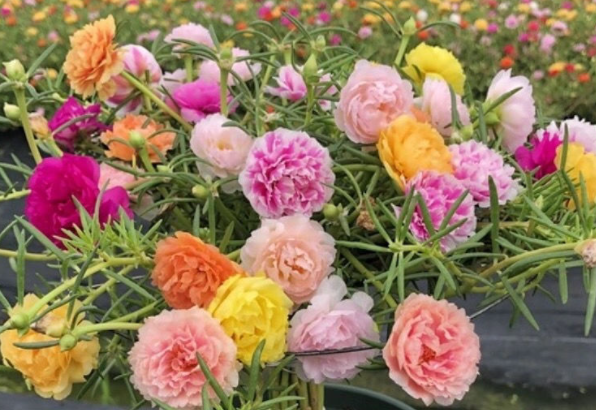 重瓣太阳花怎么养
