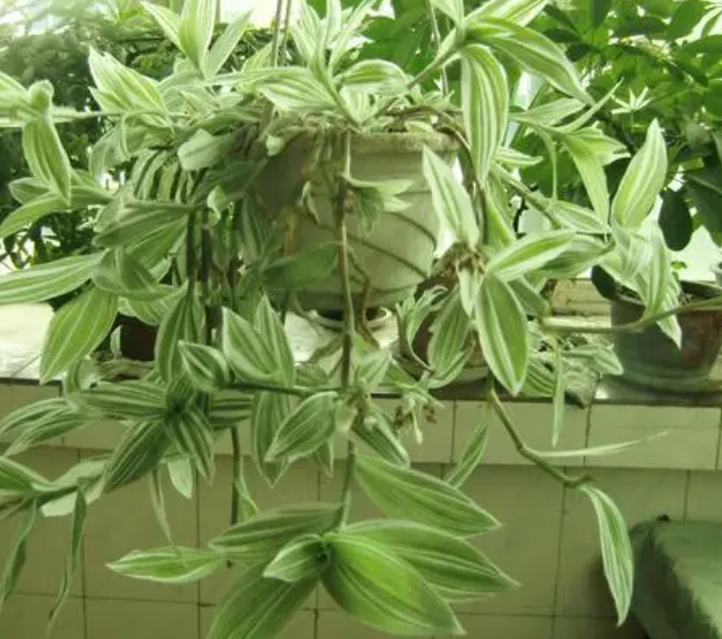 吊竹梅可以水培吗