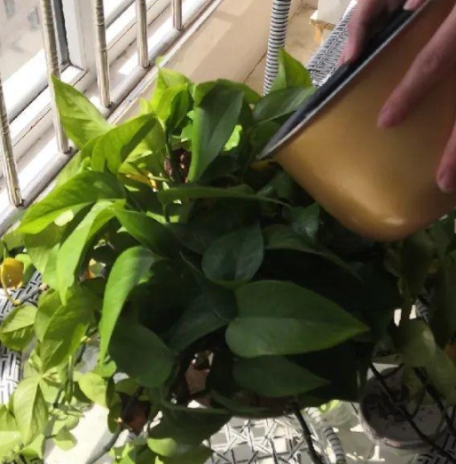 煮鸡蛋的水可以浇花吗