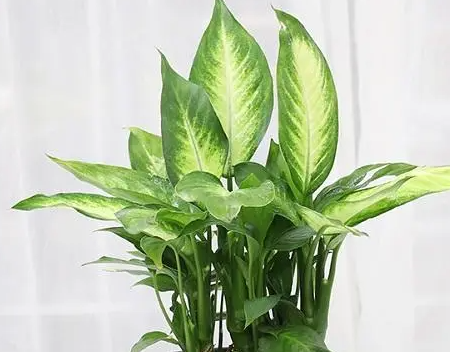 万年青能晒太阳吗