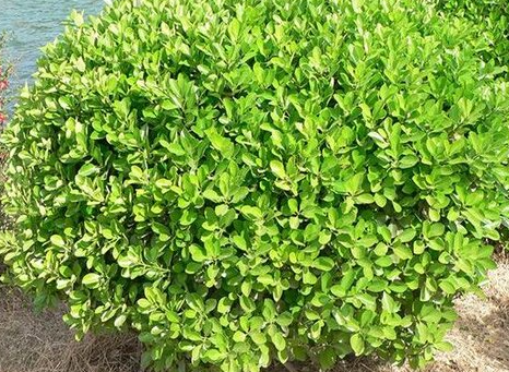 黄杨耐涝吗