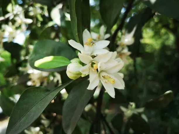 桔子树是自花授粉吗