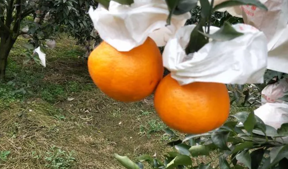耙耙柑什么时候套袋最好