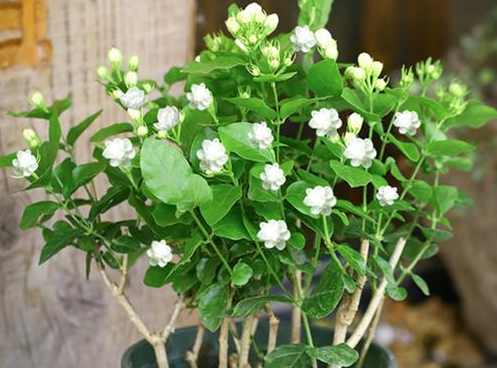 茉莉花可以嫁接吗