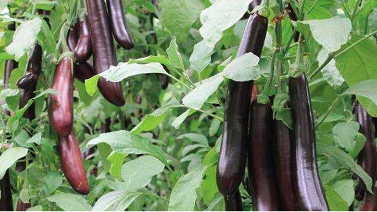 茄子需要剪枝和掐尖吗？