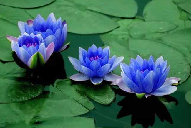 蓝莲花代表什么