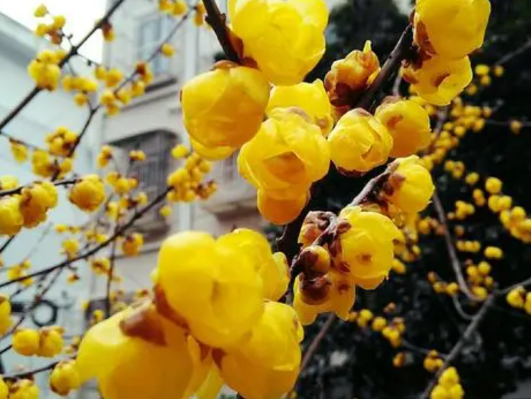 腊梅树价格