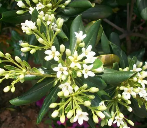 米兰花怎么养